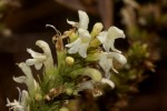 Clinopodium myrianthum