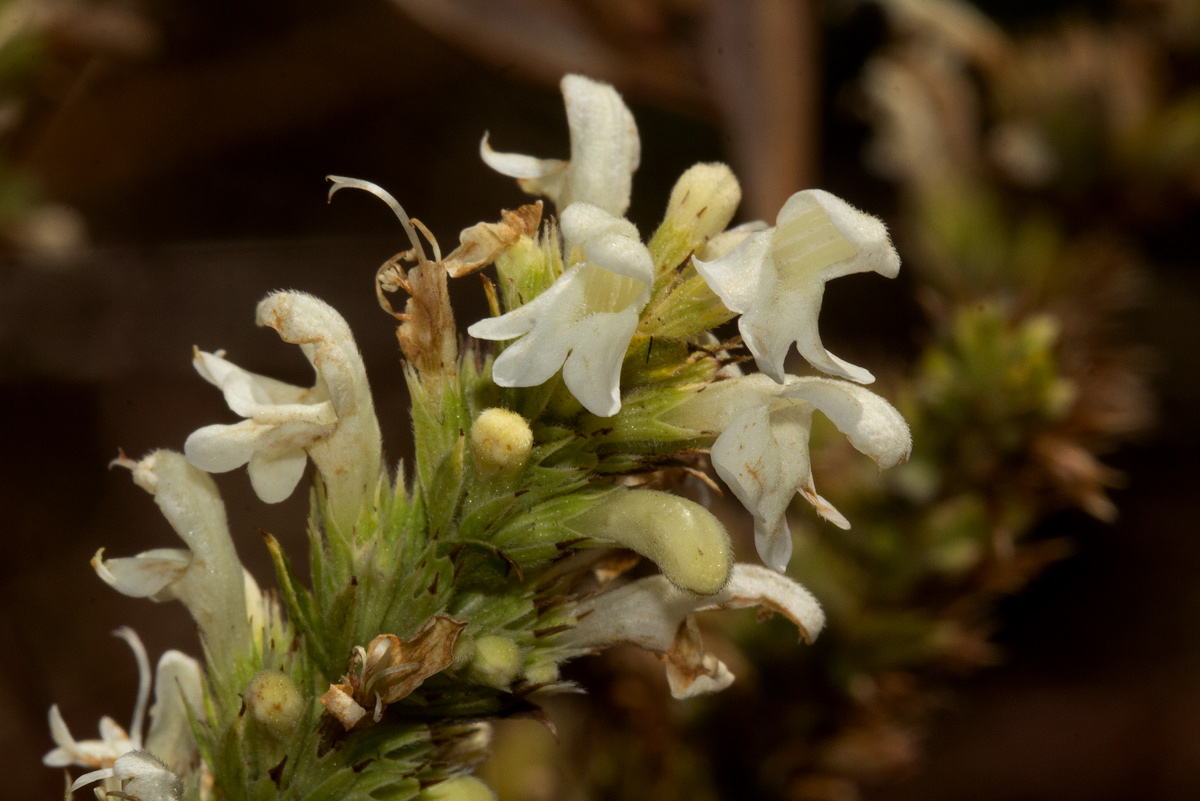 Clinopodium myrianthum