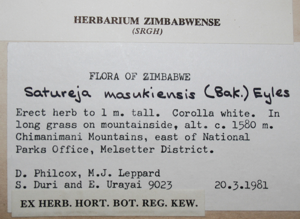 Clinopodium myrianthum