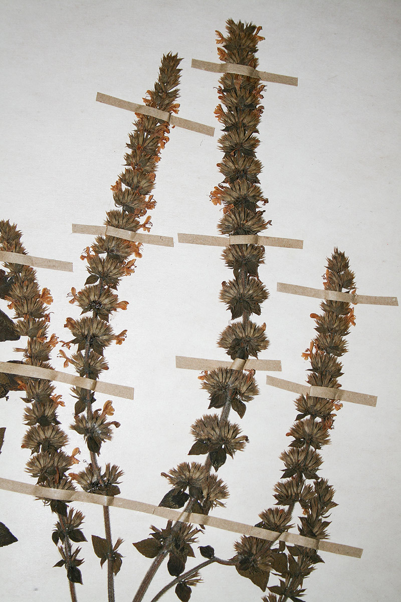 Clinopodium myrianthum