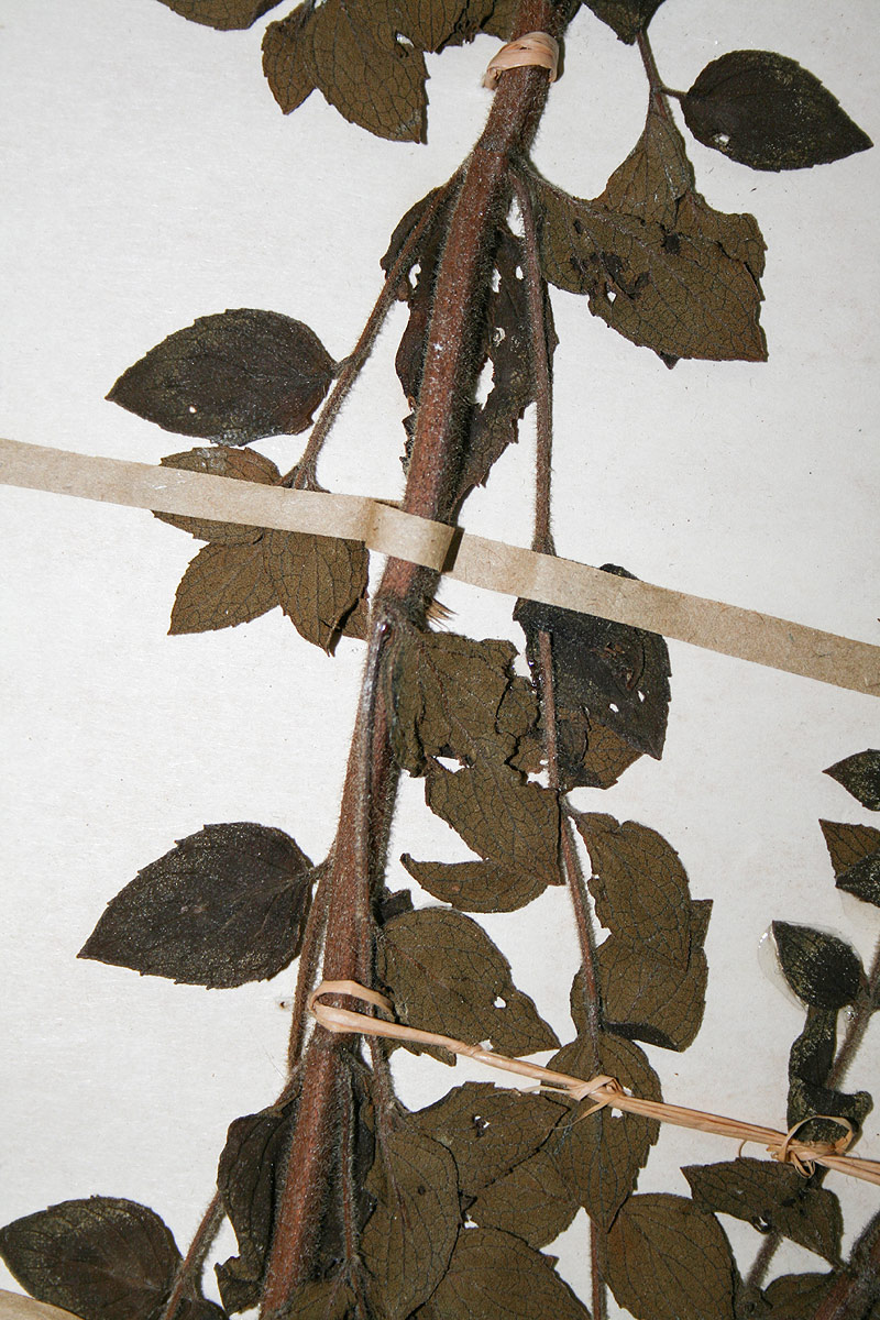 Clinopodium myrianthum