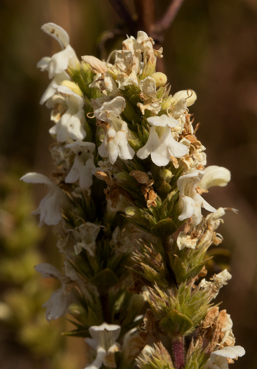 Clinopodium myrianthum