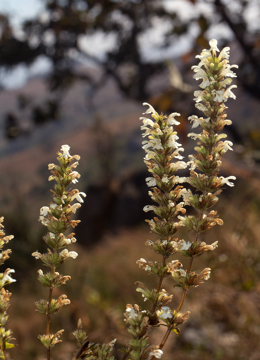 Clinopodium myrianthum