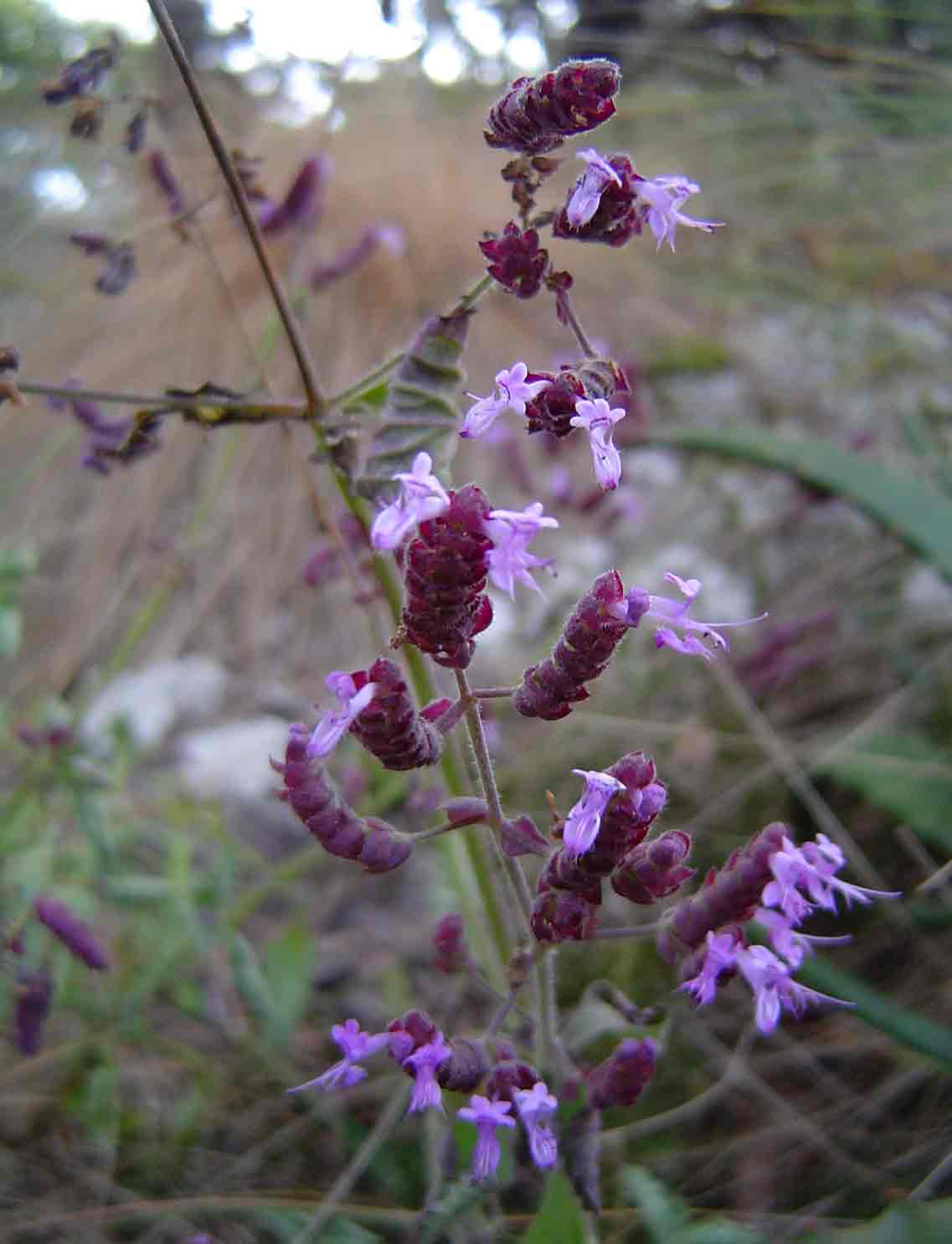 Aeollanthus buchnerianus