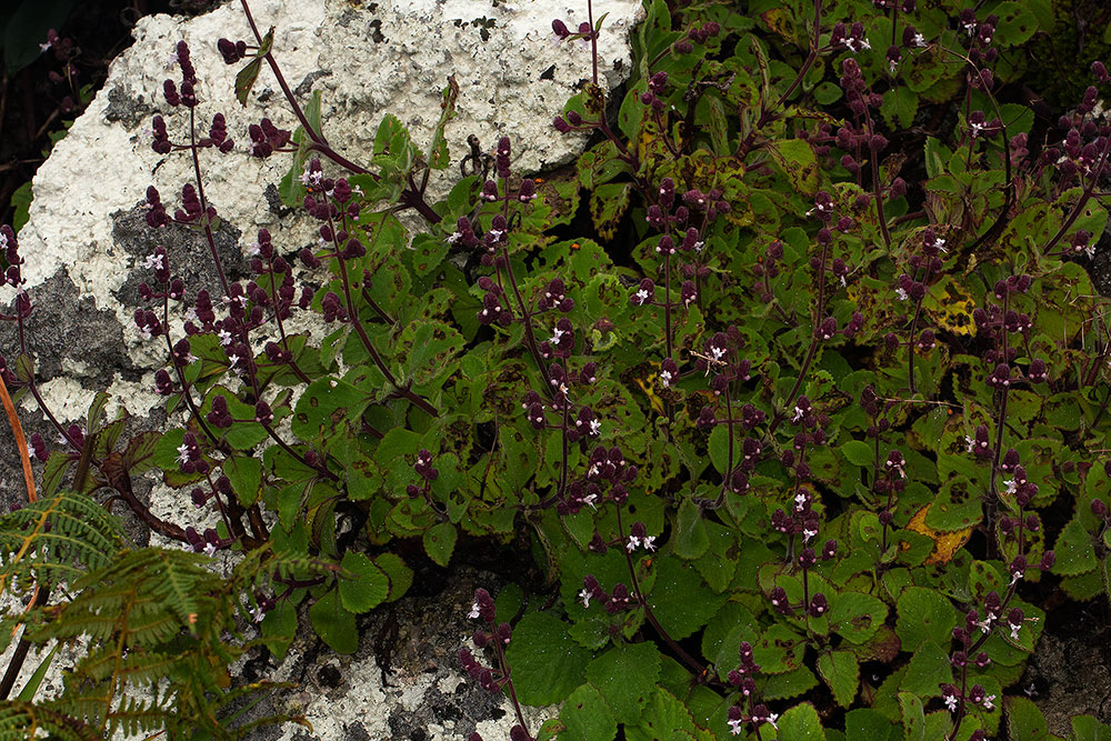 Aeollanthus buchnerianus