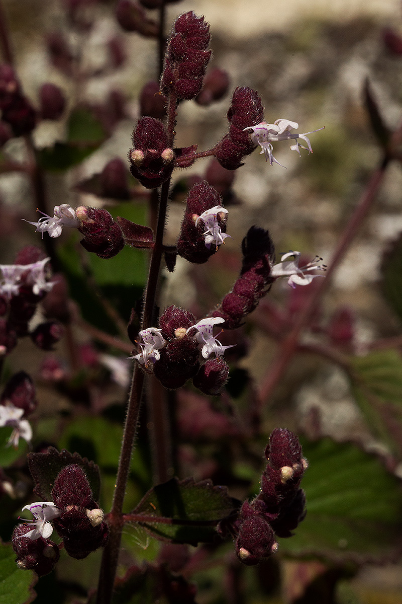 Aeollanthus buchnerianus Aeollanthus buchnerianus