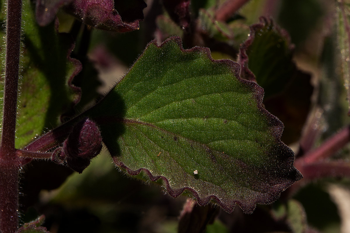 Aeollanthus buchnerianus Aeollanthus buchnerianus