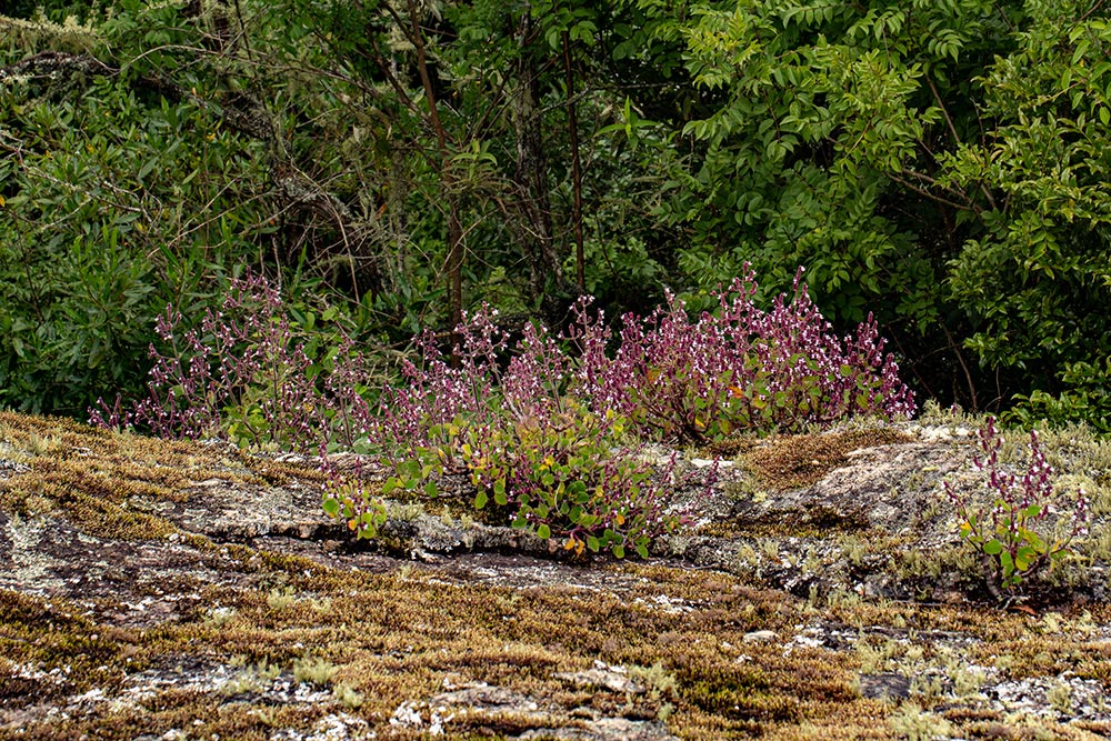 Aeollanthus buchnerianus