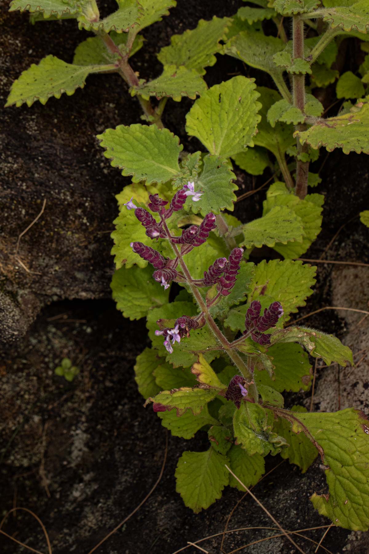 Aeollanthus buchnerianus