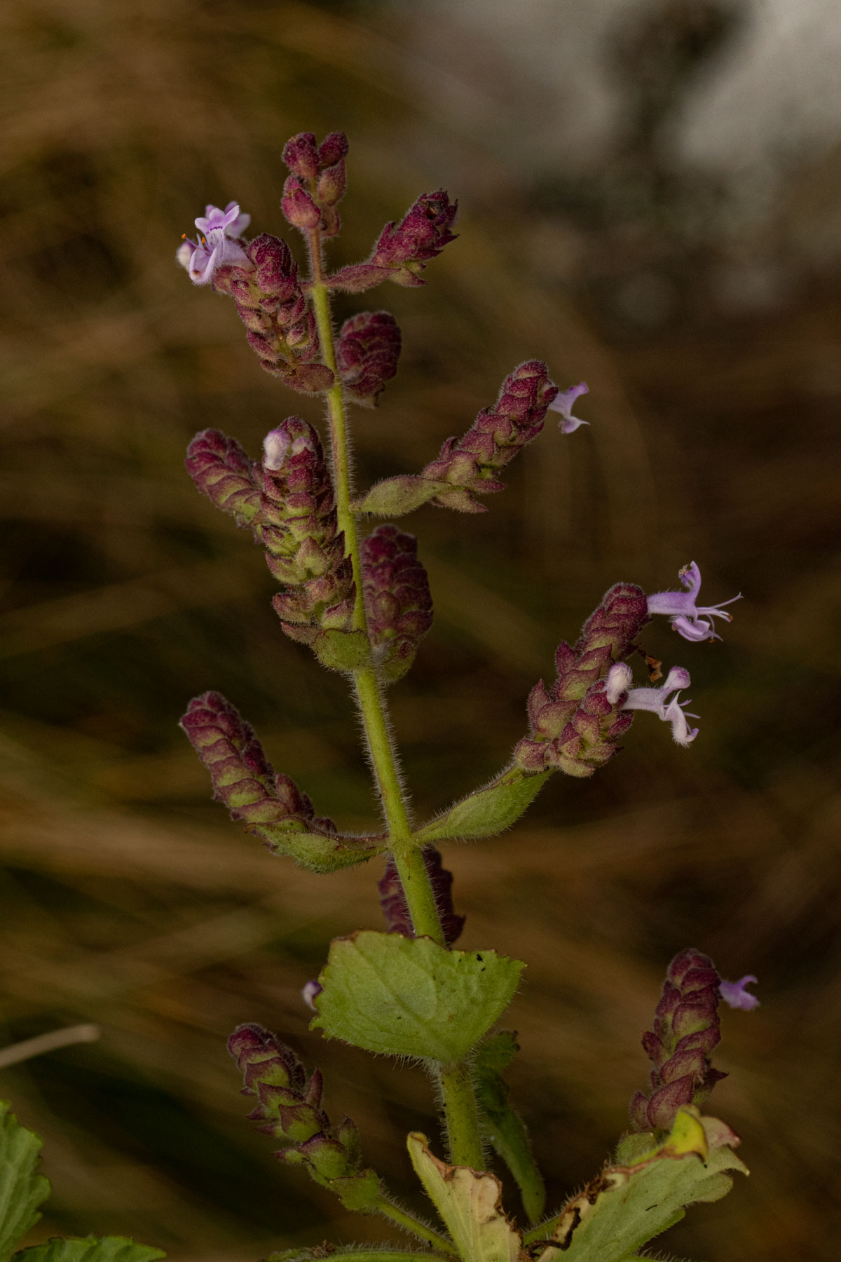 Aeollanthus buchnerianus Aeollanthus buchnerianus