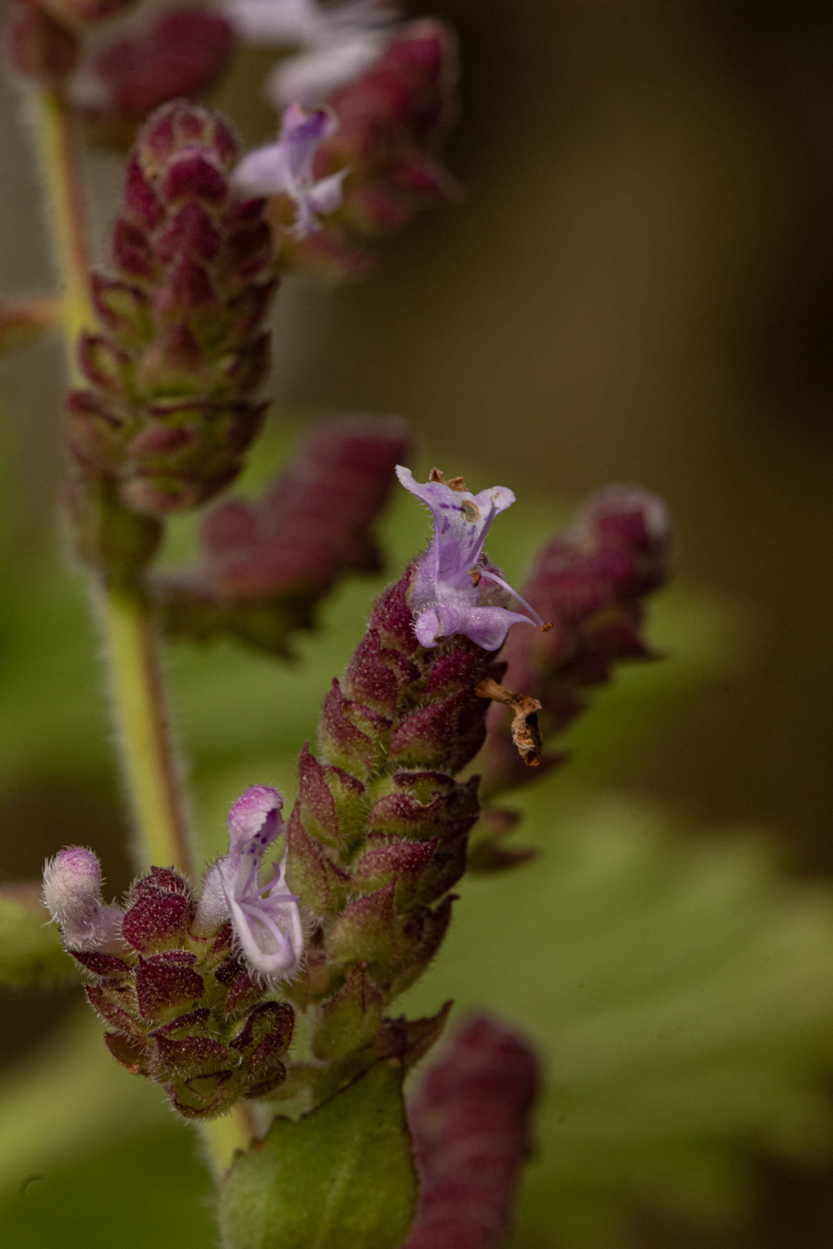 Aeollanthus buchnerianus