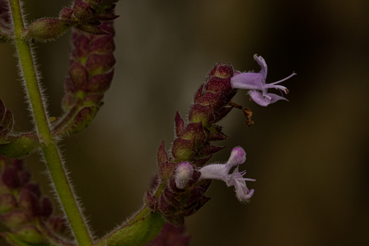 Aeollanthus buchnerianus