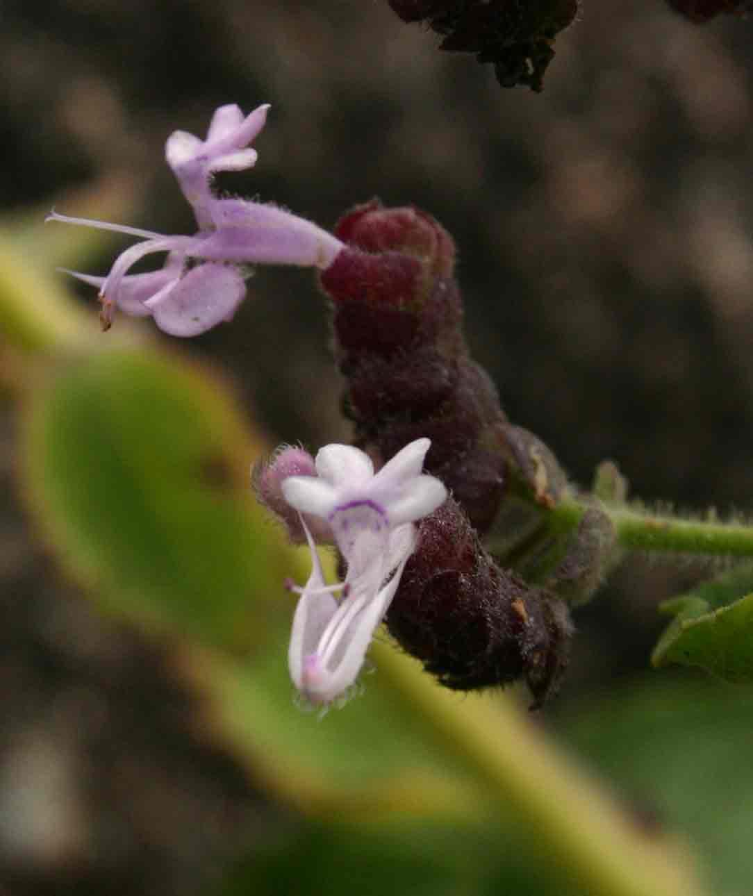 Aeollanthus buchnerianus