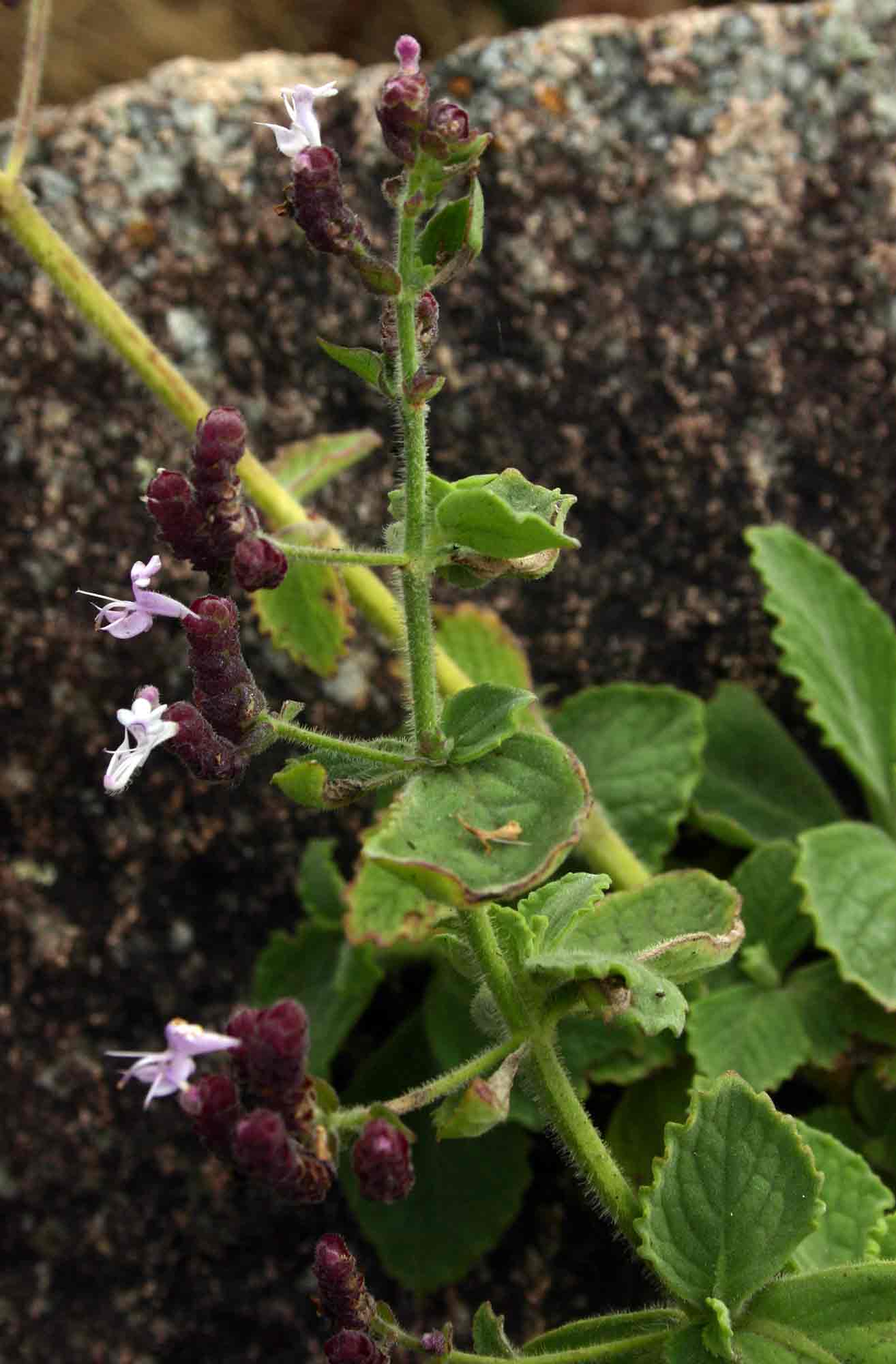 Aeollanthus buchnerianus