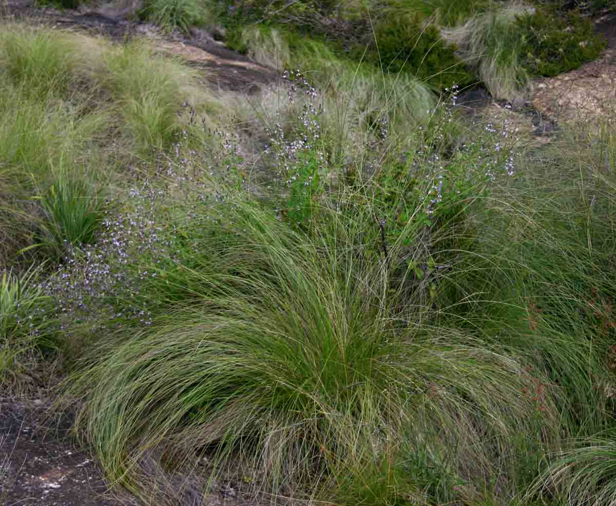 Aeollanthus buchnerianus