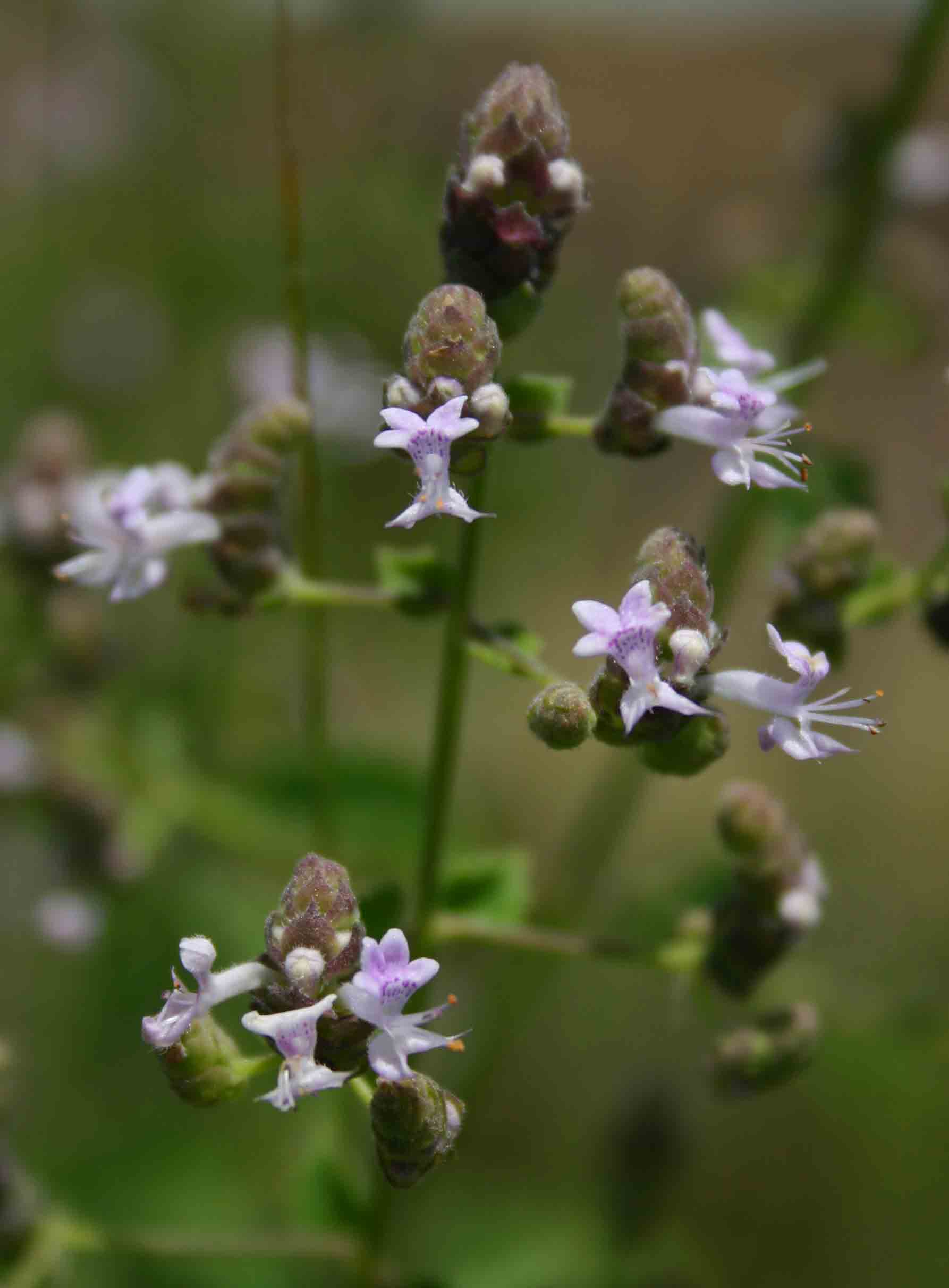 Aeollanthus buchnerianus