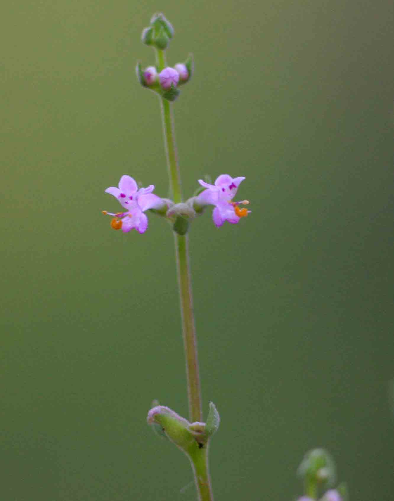 Aeollanthus neglectus