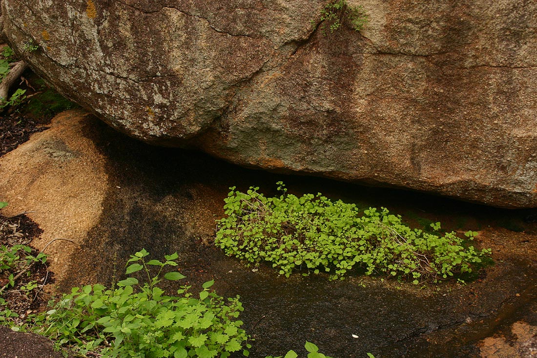 Aeollanthus neglectus