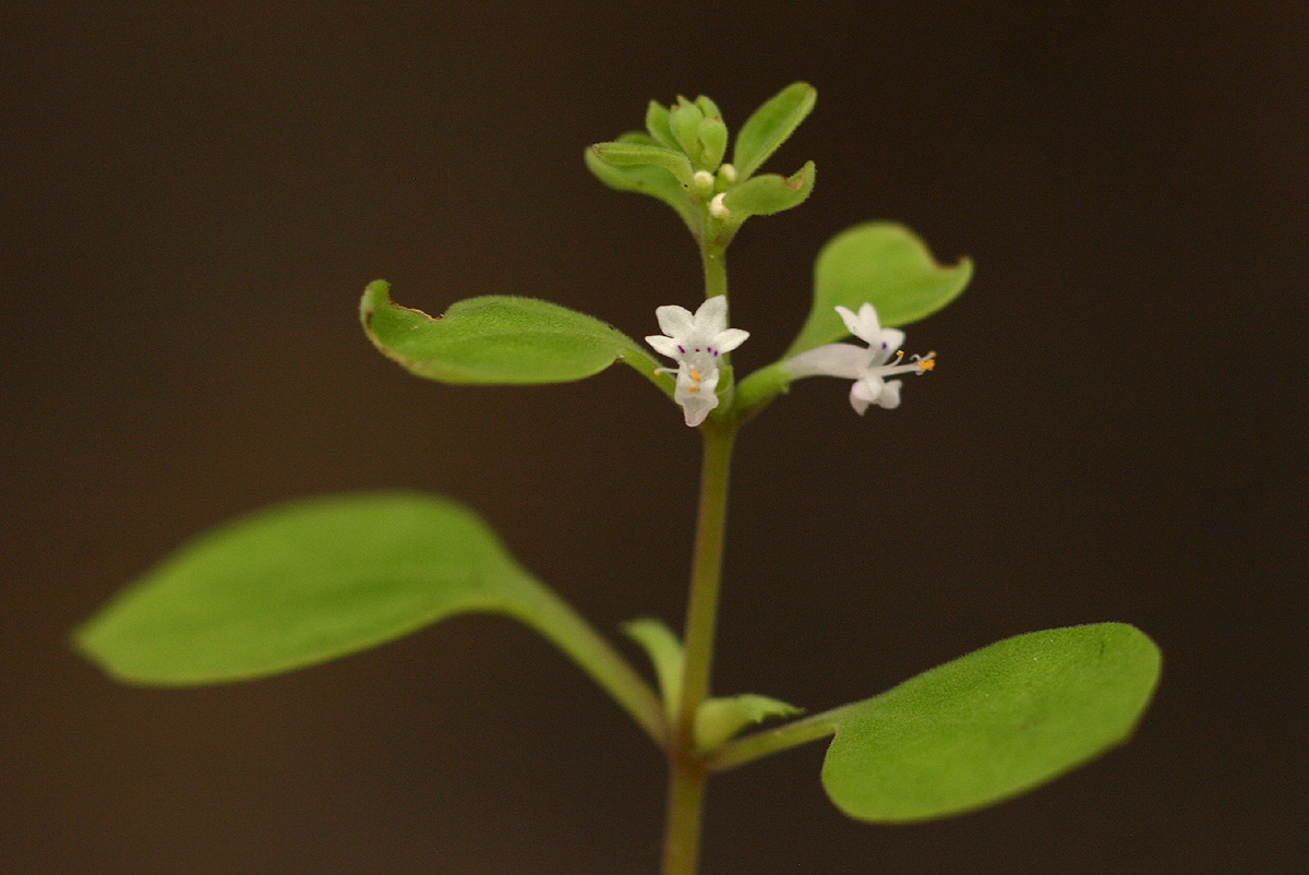 Aeollanthus neglectus