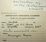 Aeollanthus neglectus