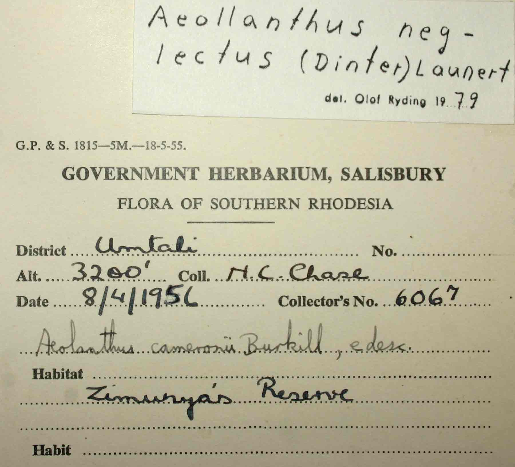 Aeollanthus neglectus