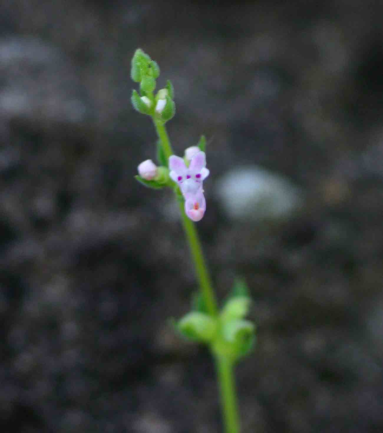 Aeollanthus neglectus