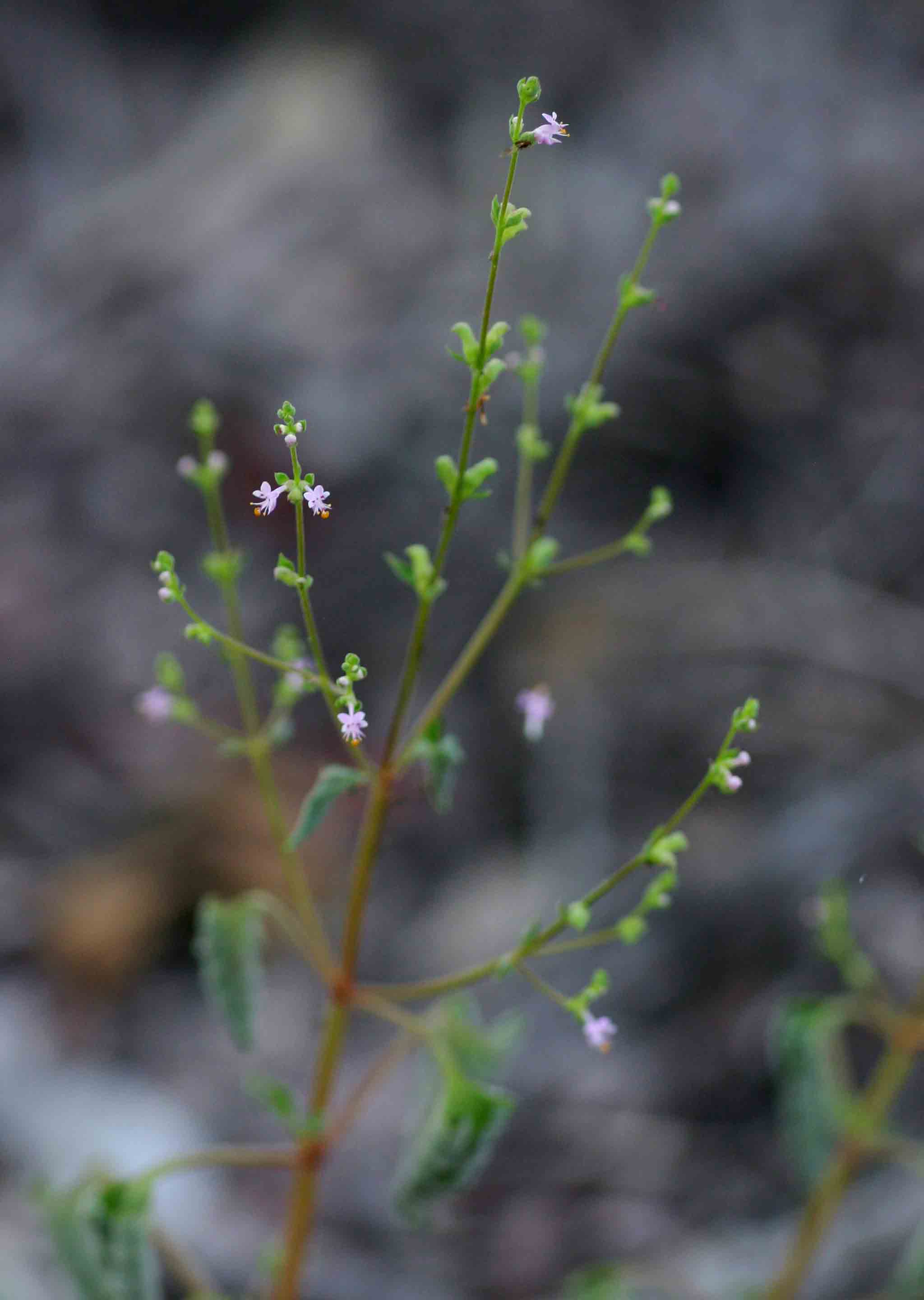 Aeollanthus neglectus