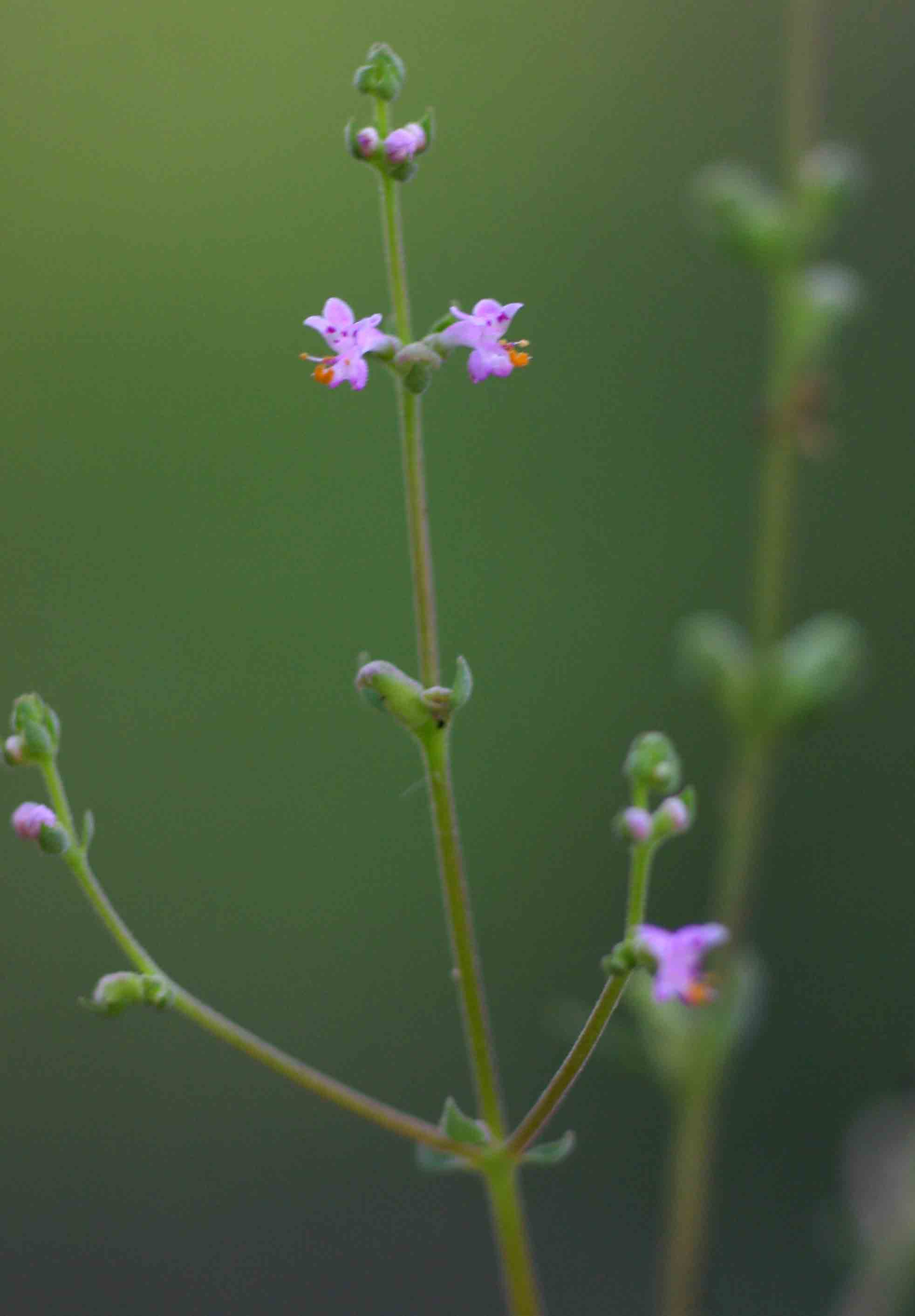 Aeollanthus neglectus