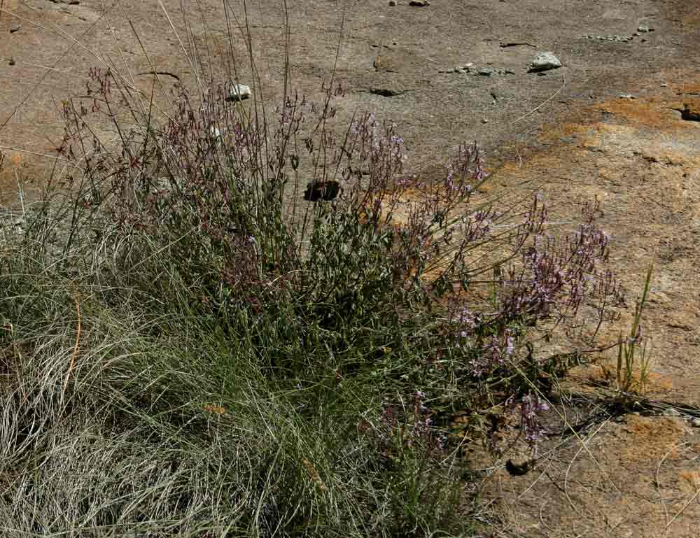 Aeollanthus rehmannii