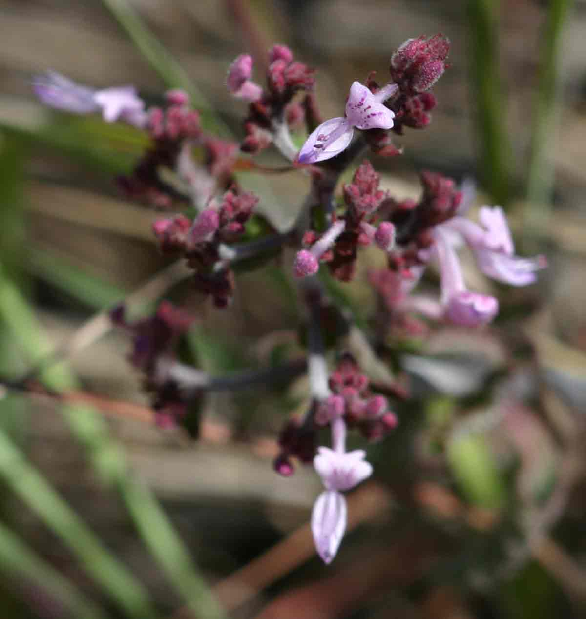 Aeollanthus rehmannii