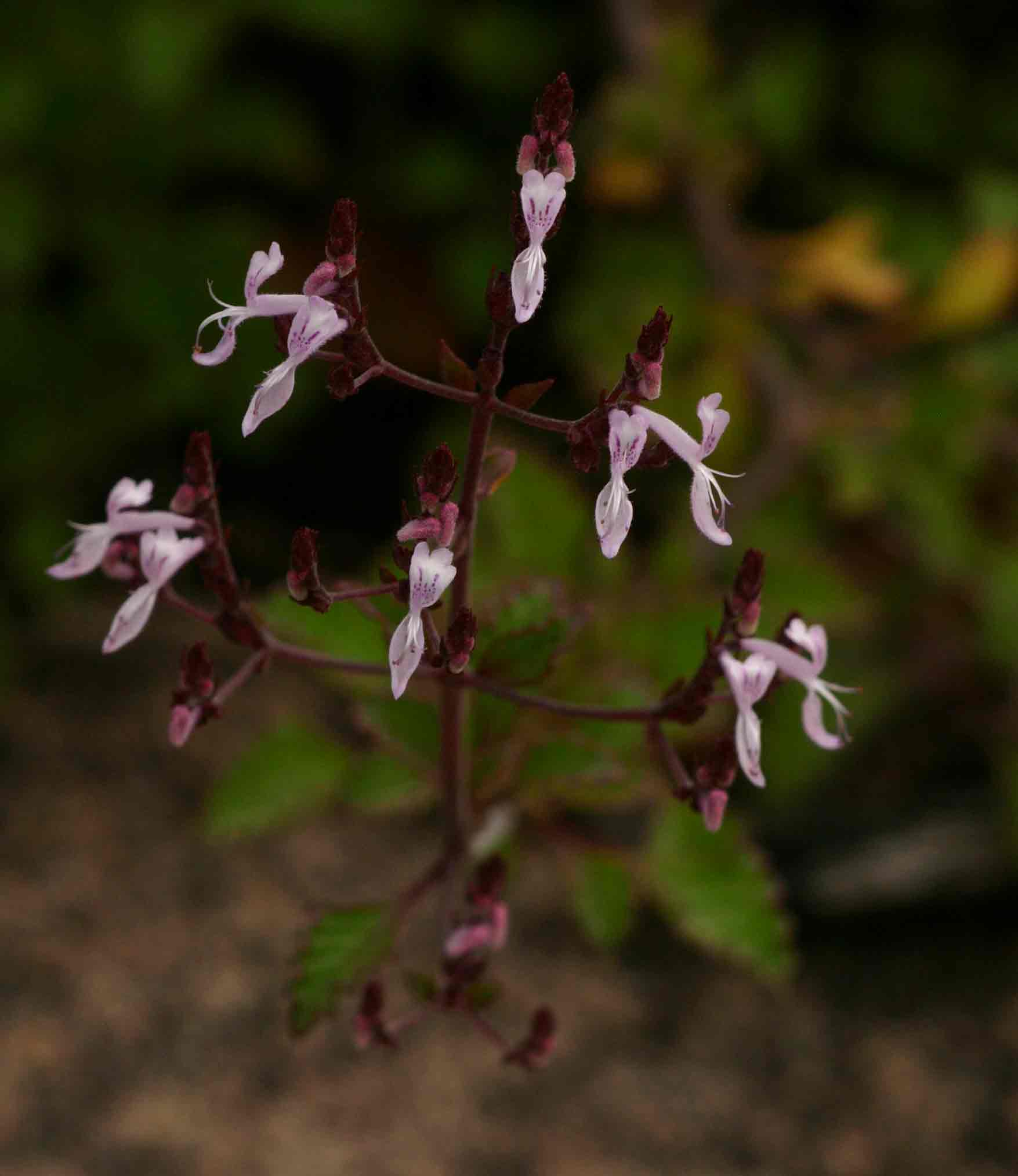 Aeollanthus rehmannii