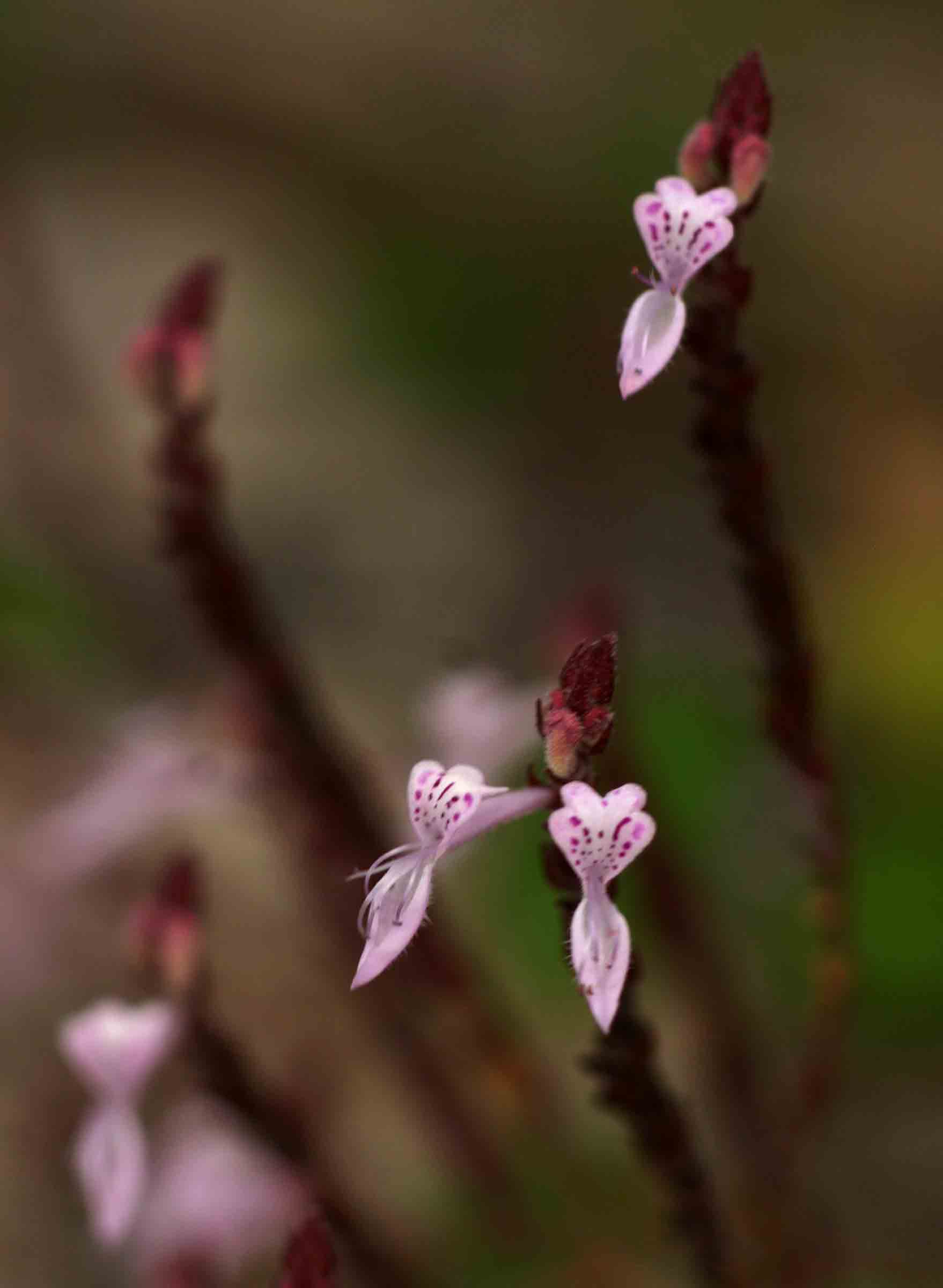 Aeollanthus rehmannii