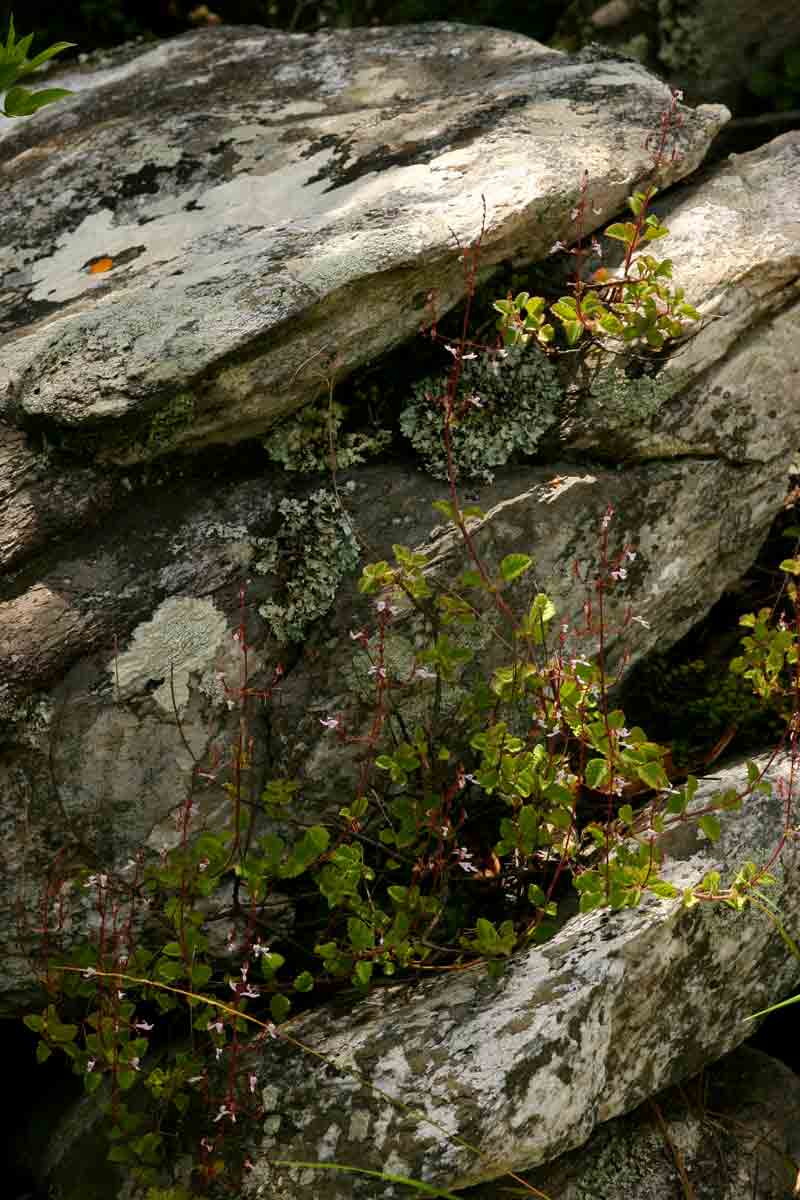 Aeollanthus rehmannii