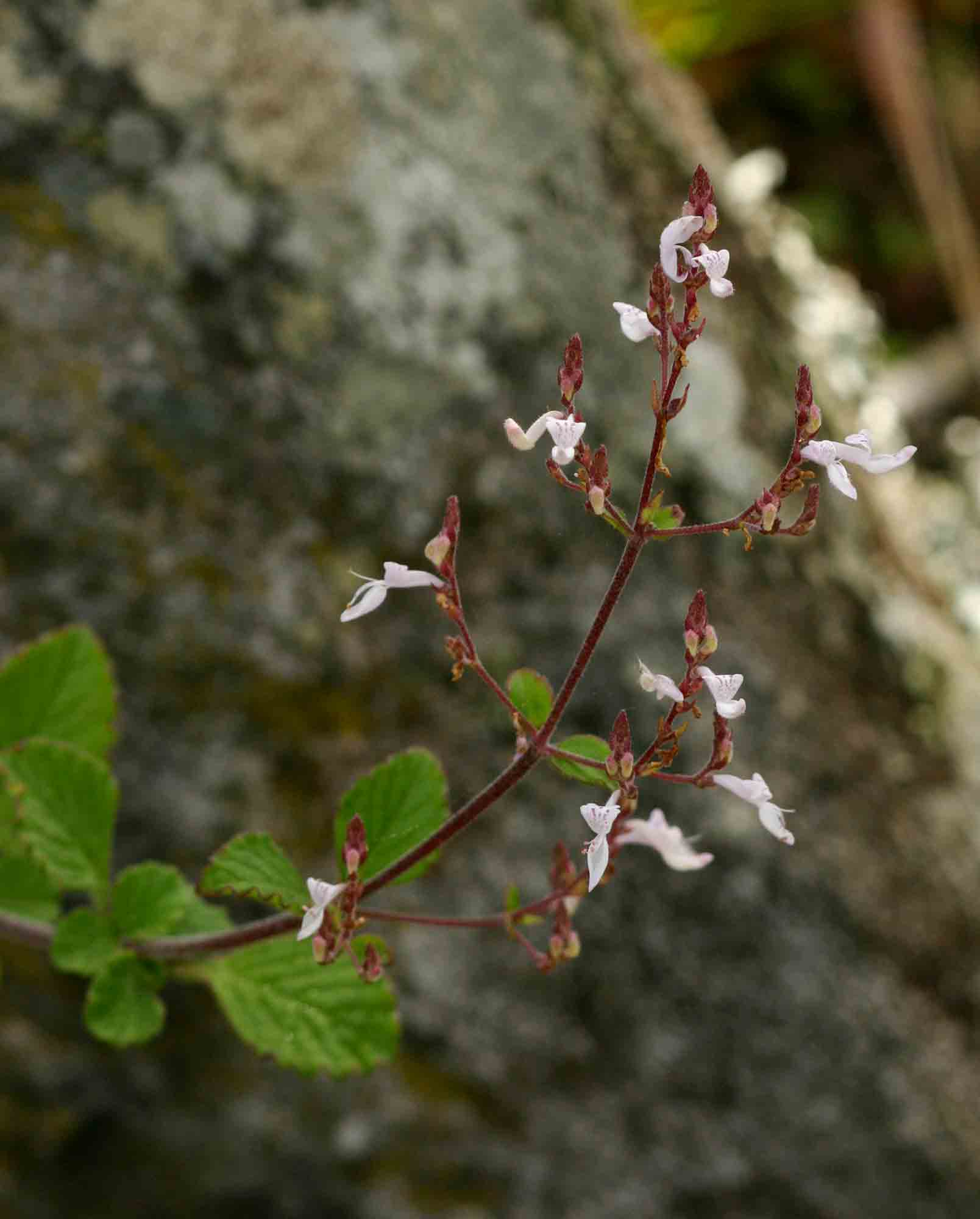 Aeollanthus rehmannii