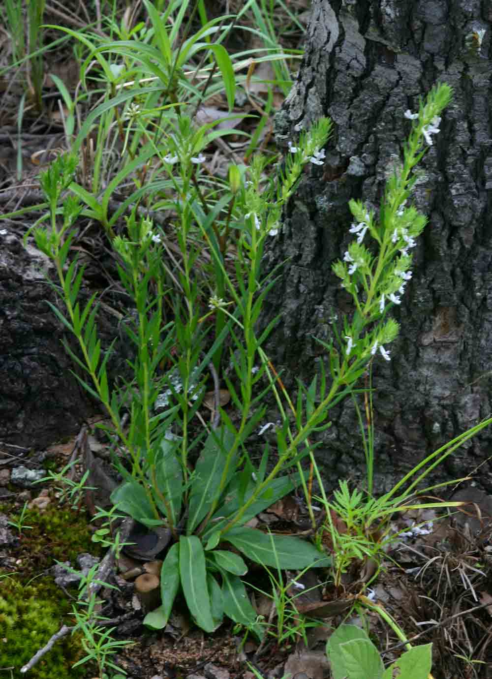 Aeollanthus subacaulis var. subacaulis
