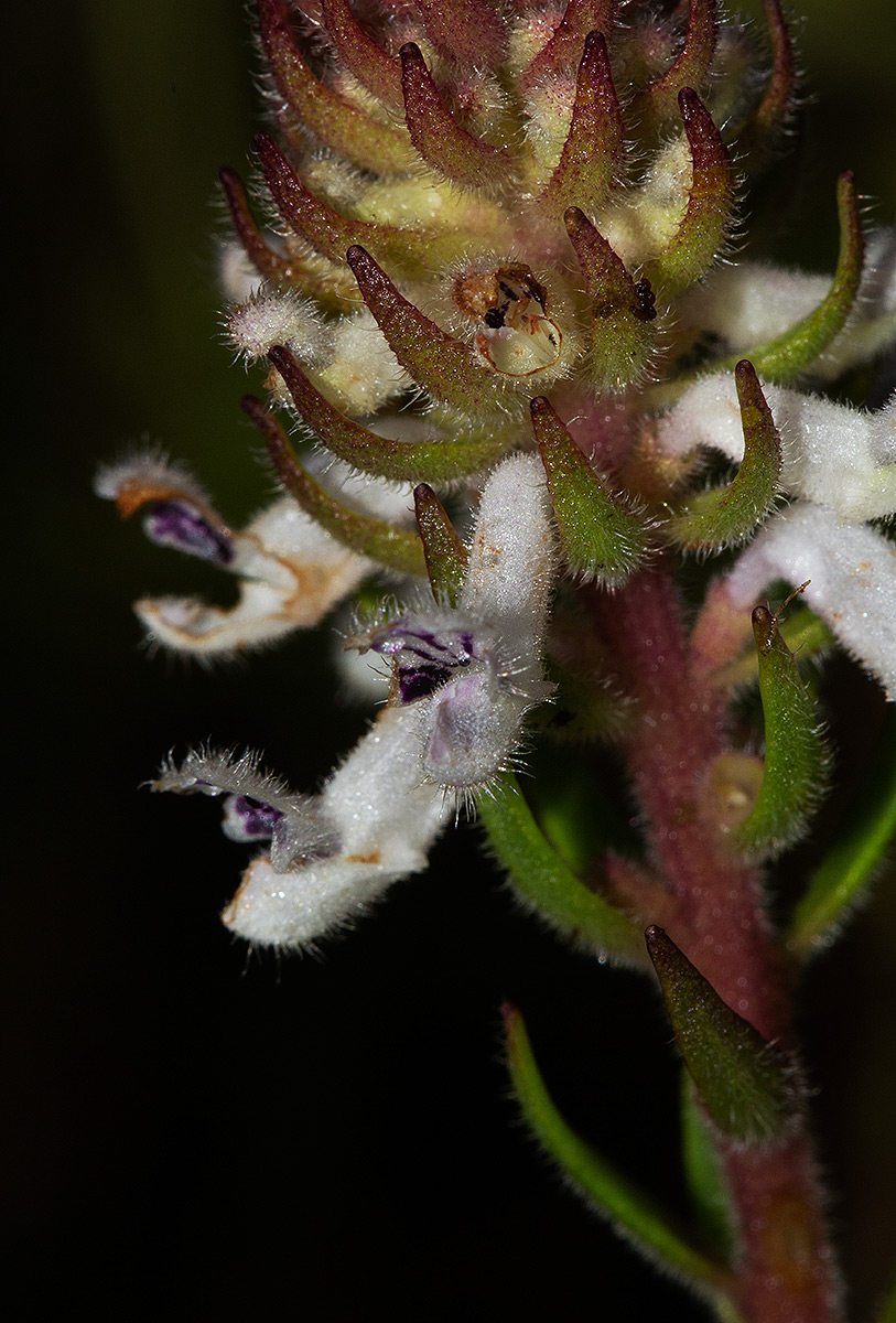Aeollanthus subacaulis var. subacaulis