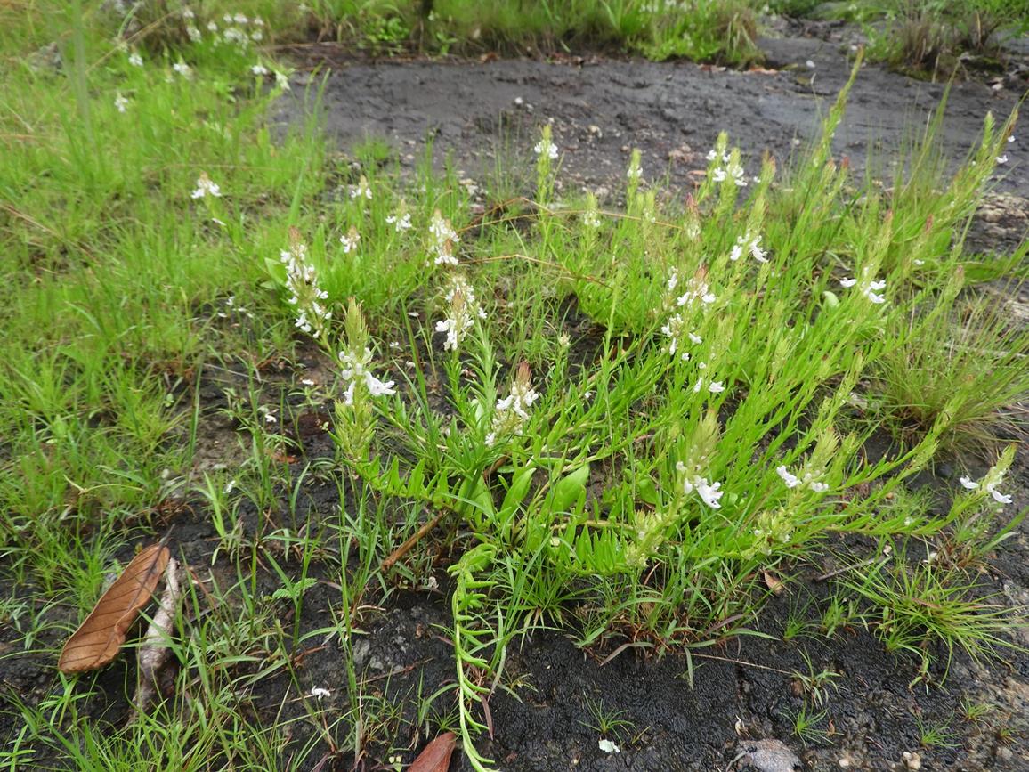 Aeollanthus subacaulis var. subacaulis