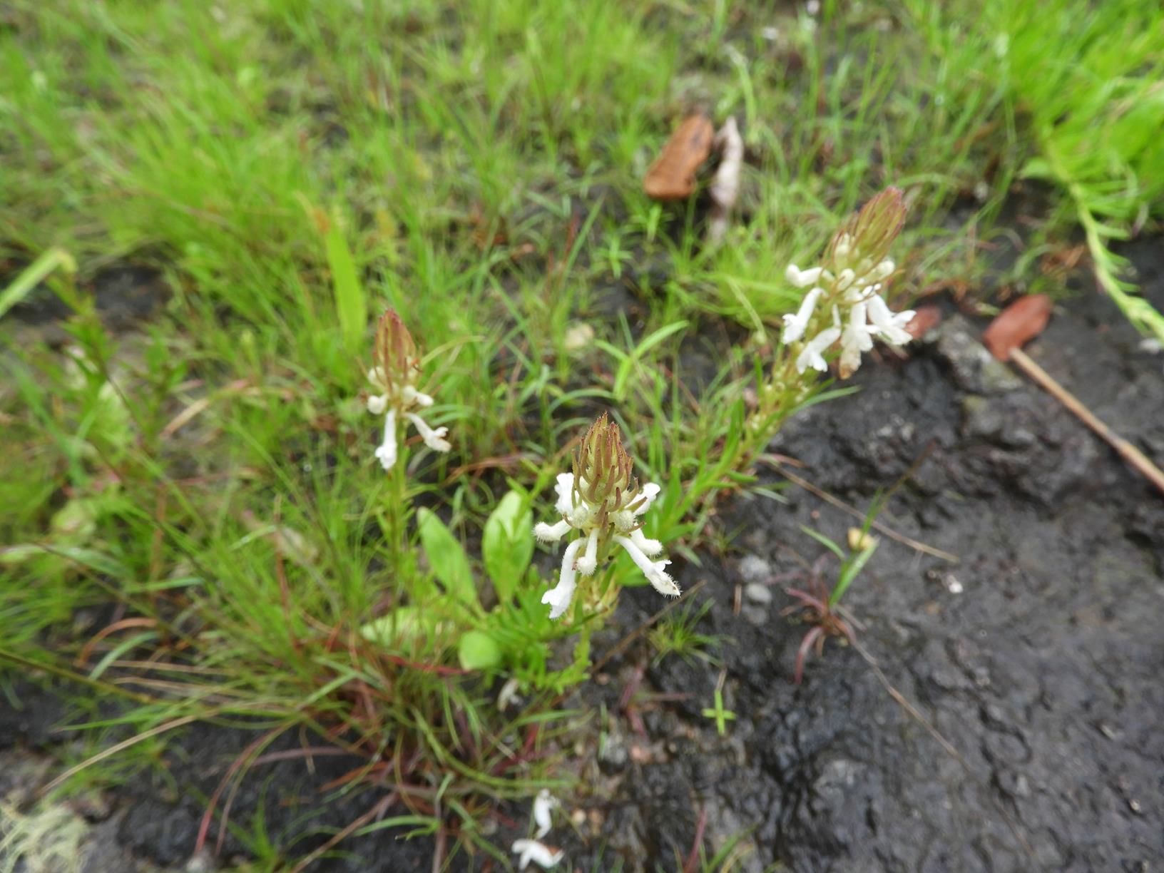 Aeollanthus subacaulis var. subacaulis Aeollanthus subacaulis var. subacaulis