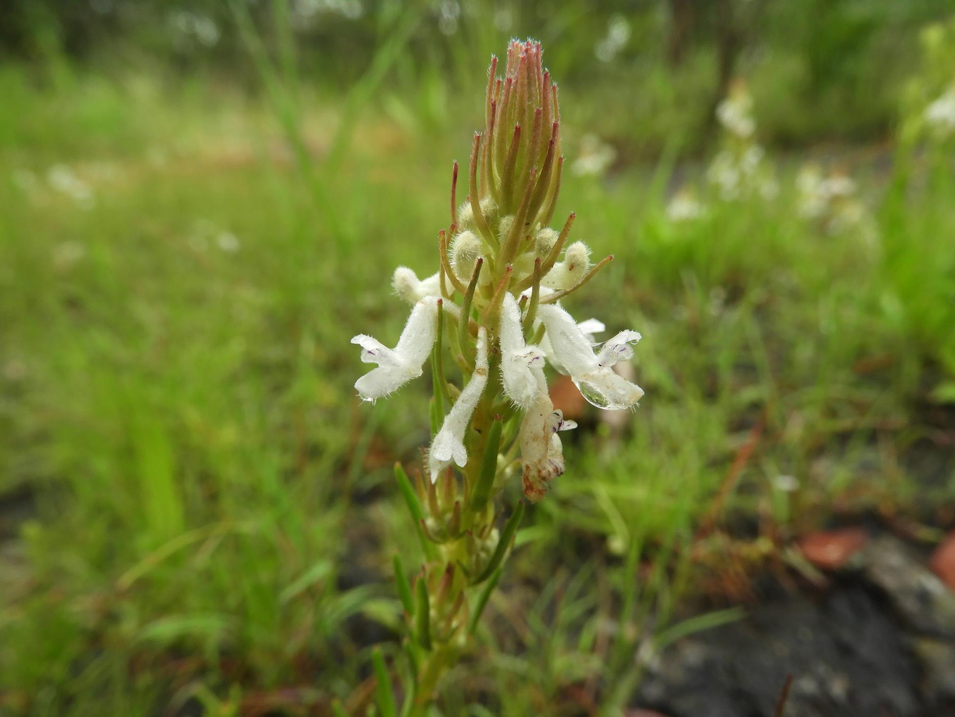 Aeollanthus subacaulis var. subacaulis Aeollanthus subacaulis var. subacaulis