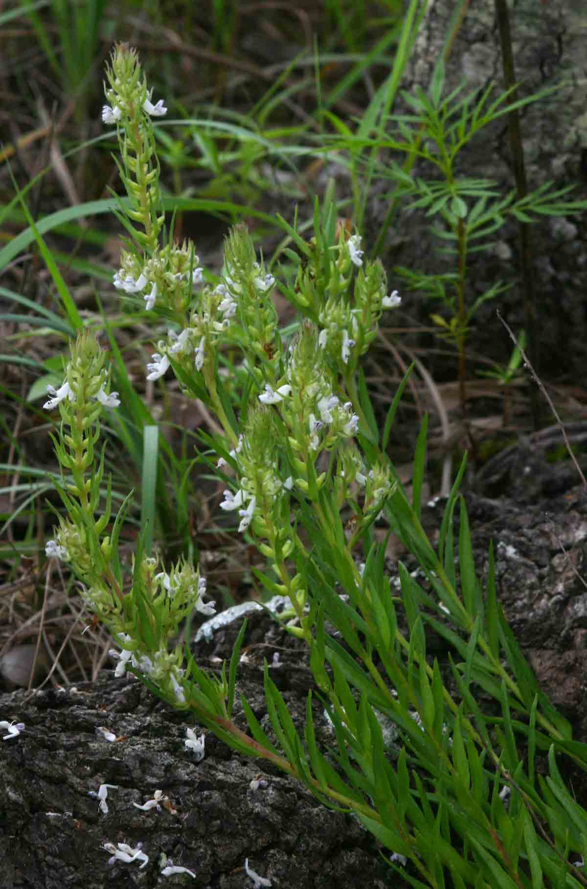 Aeollanthus subacaulis var. subacaulis