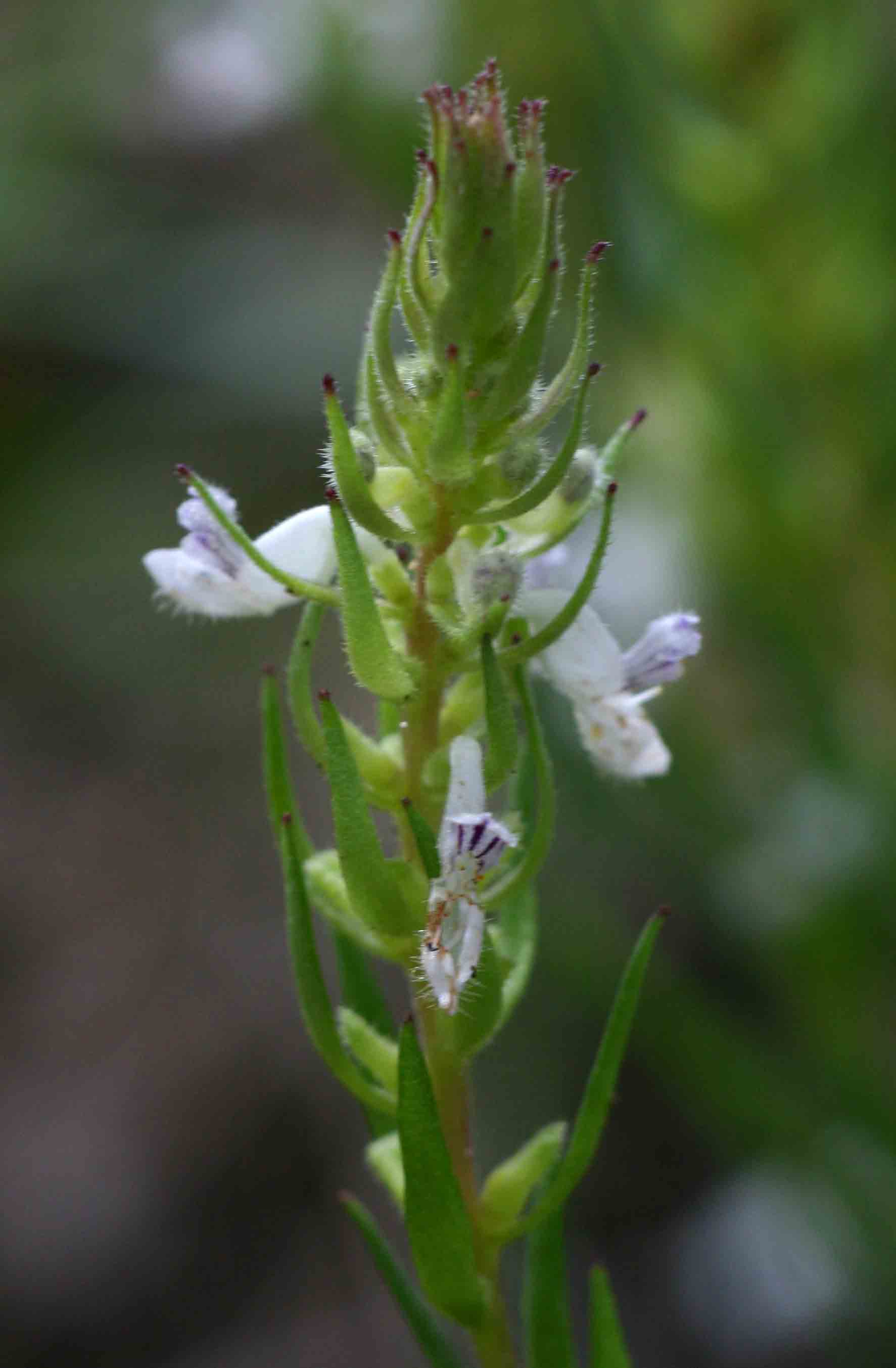 Aeollanthus subacaulis var. subacaulis
