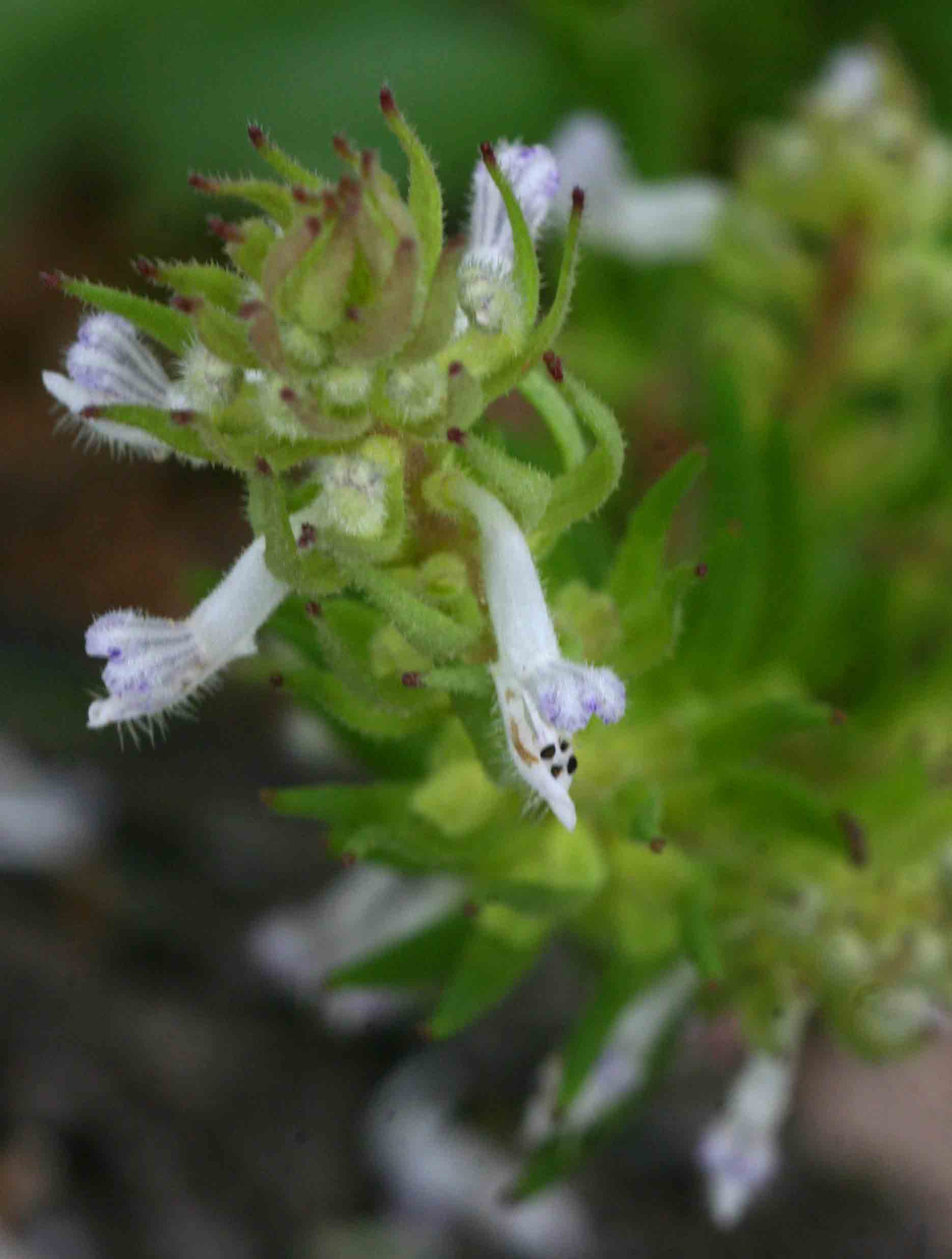 Aeollanthus subacaulis var. subacaulis