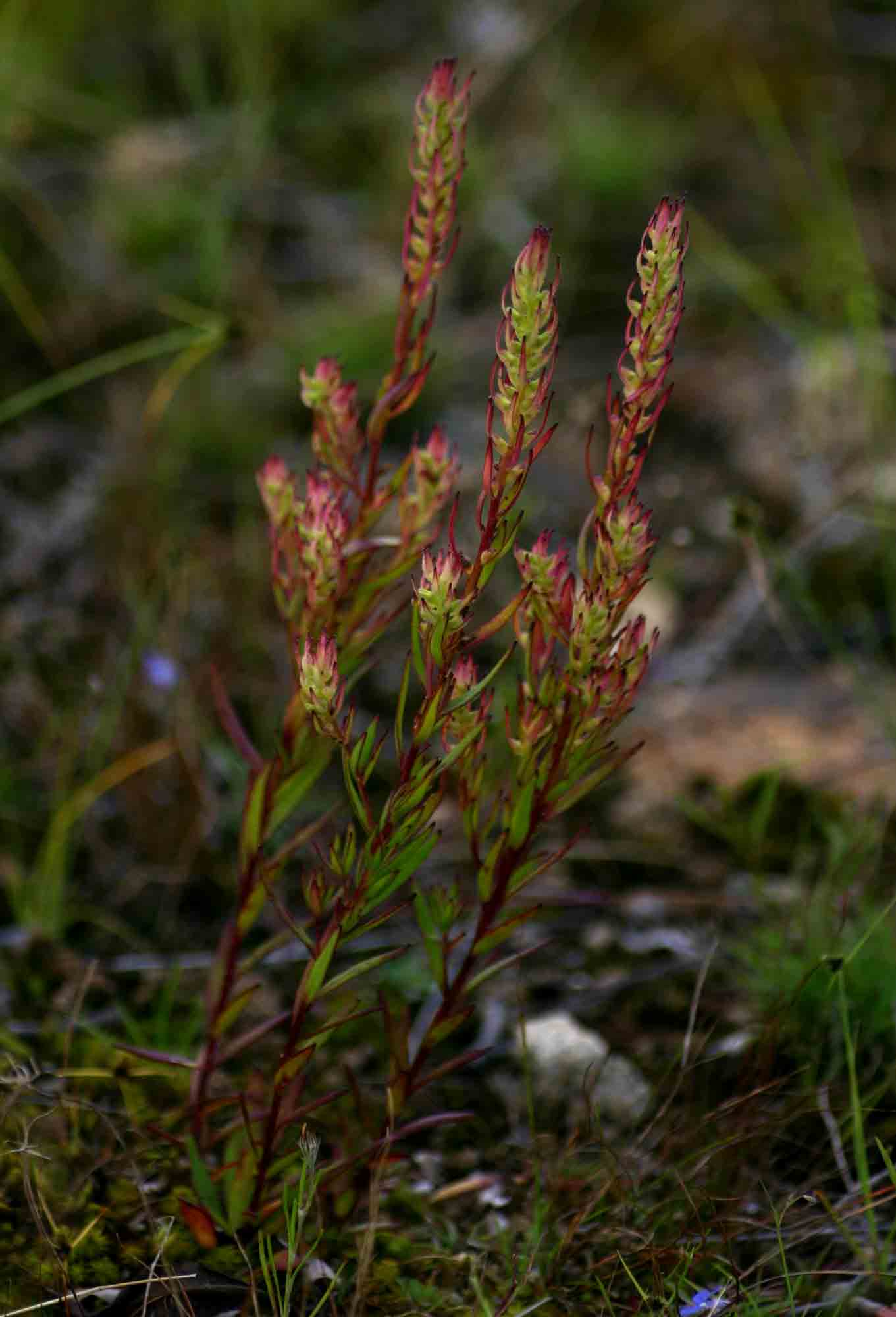 Aeollanthus subacaulis var. subacaulis