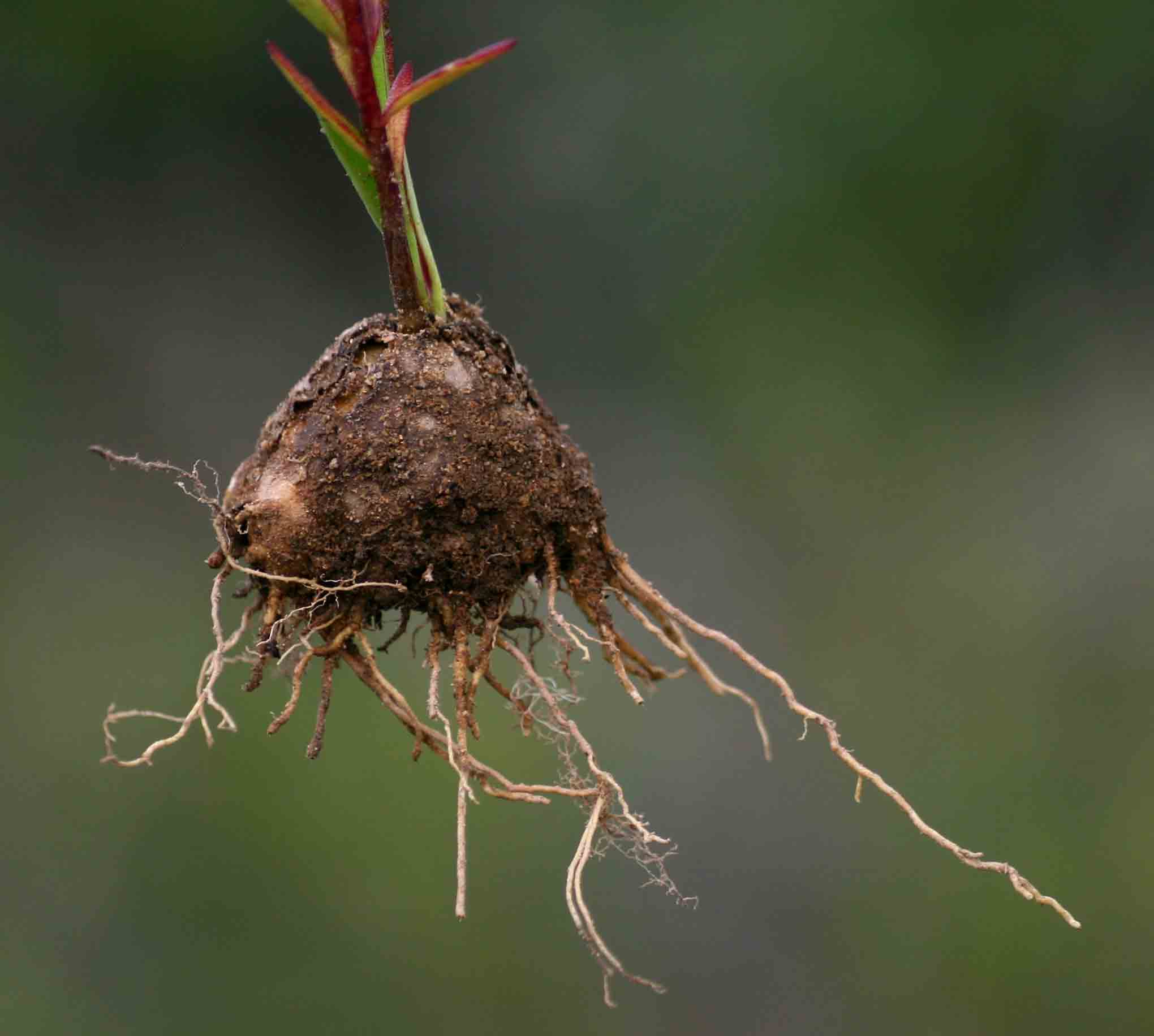 Aeollanthus subacaulis var. subacaulis
