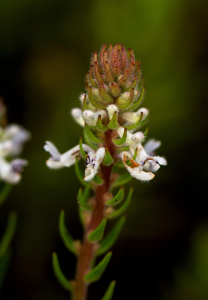 Aeollanthus subacaulis var. subacaulis