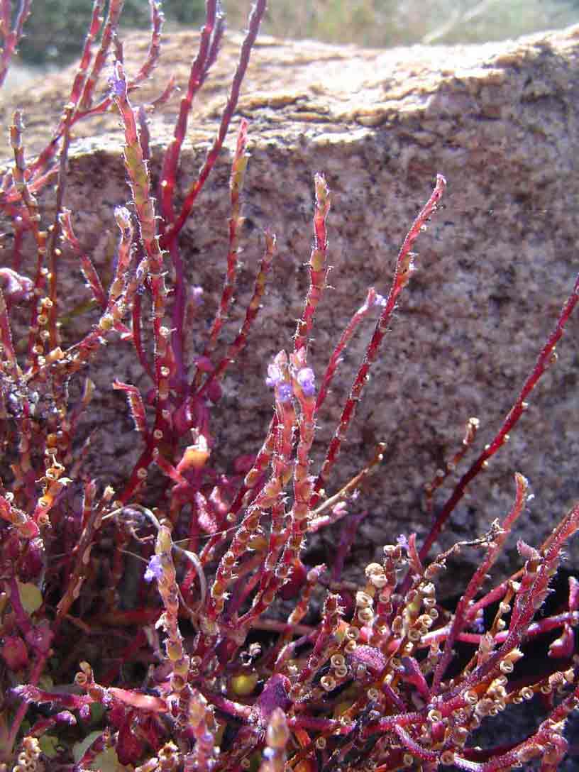 Aeollanthus ukamensis