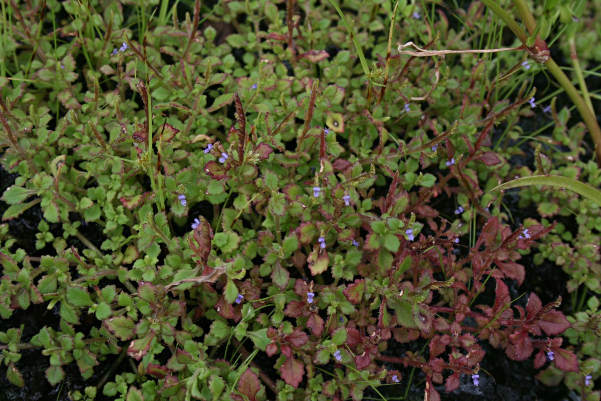 Aeollanthus ukamensis