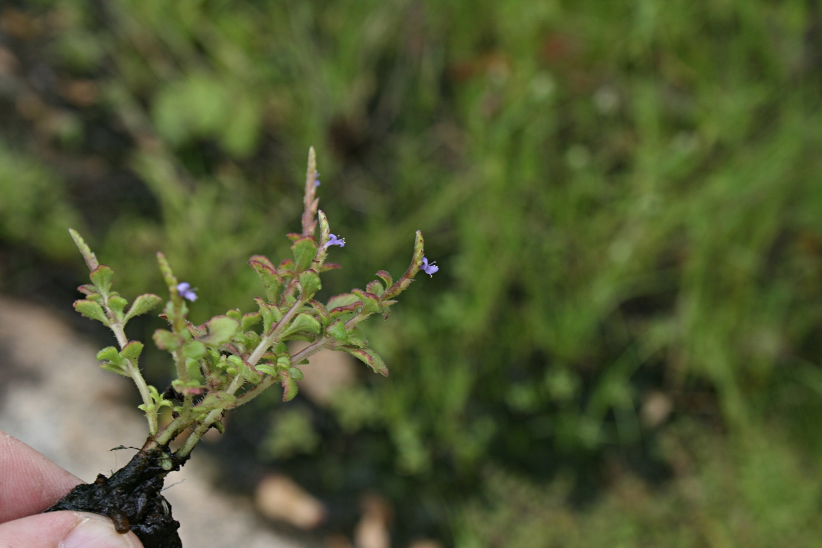 Aeollanthus ukamensis