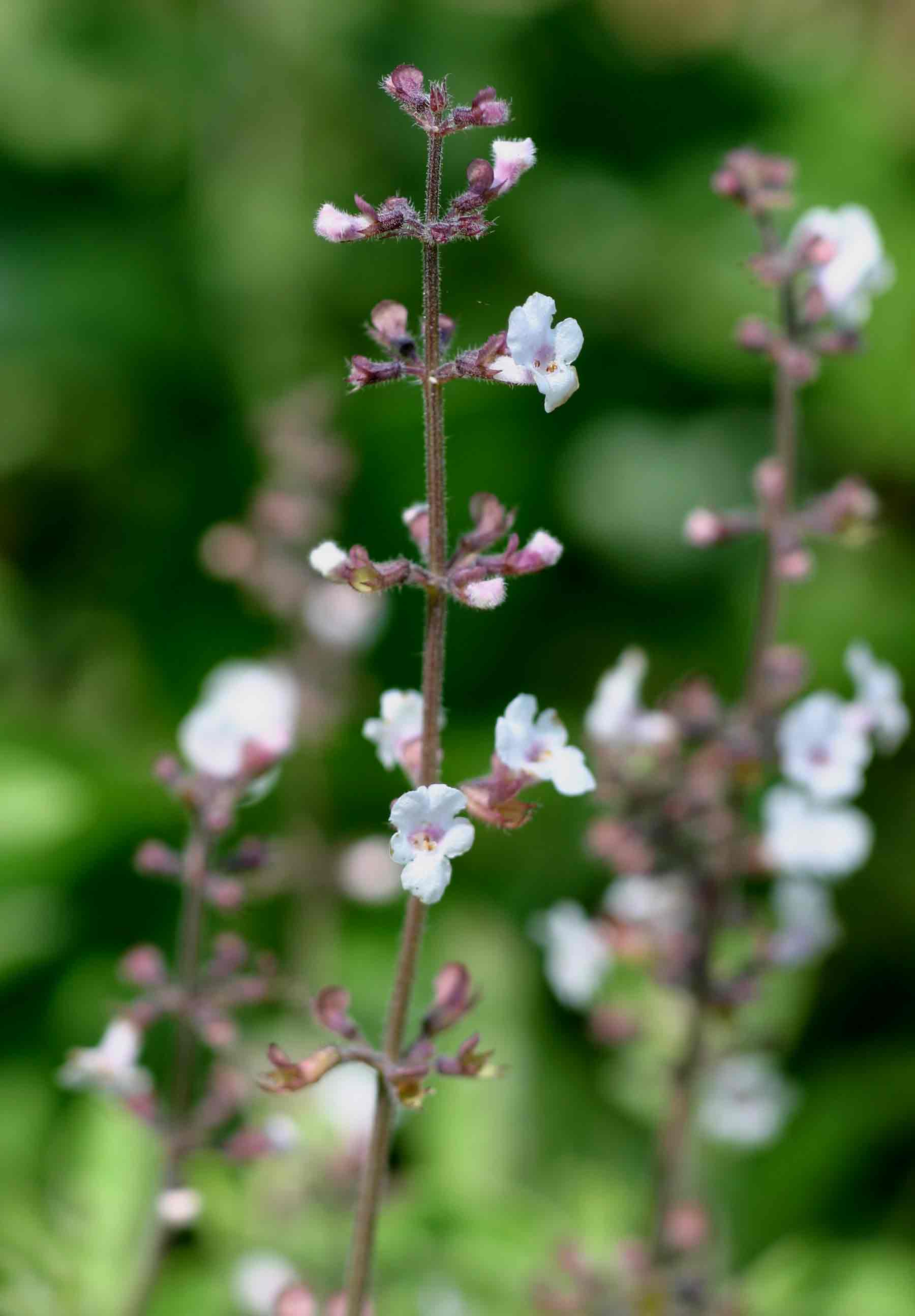 Endostemon obtusifolius