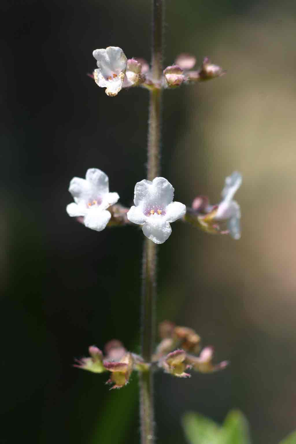 Endostemon obtusifolius